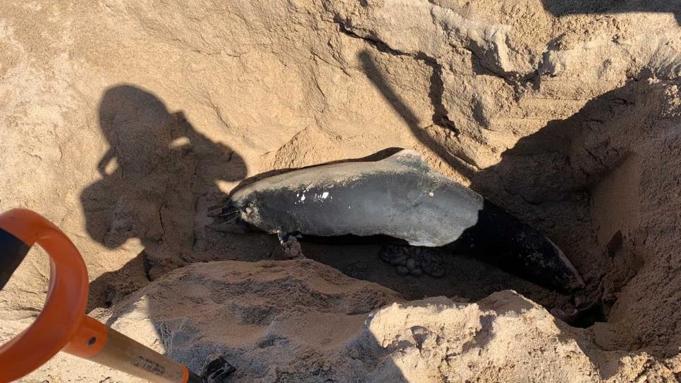 Localizan a Delfin sin vida en playas de Mazatlán