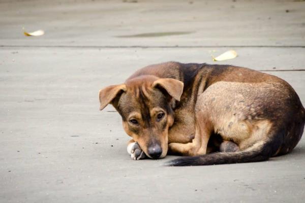 Por pirotecnia, incrementa cifra de mascotas extraviadas en Ahome