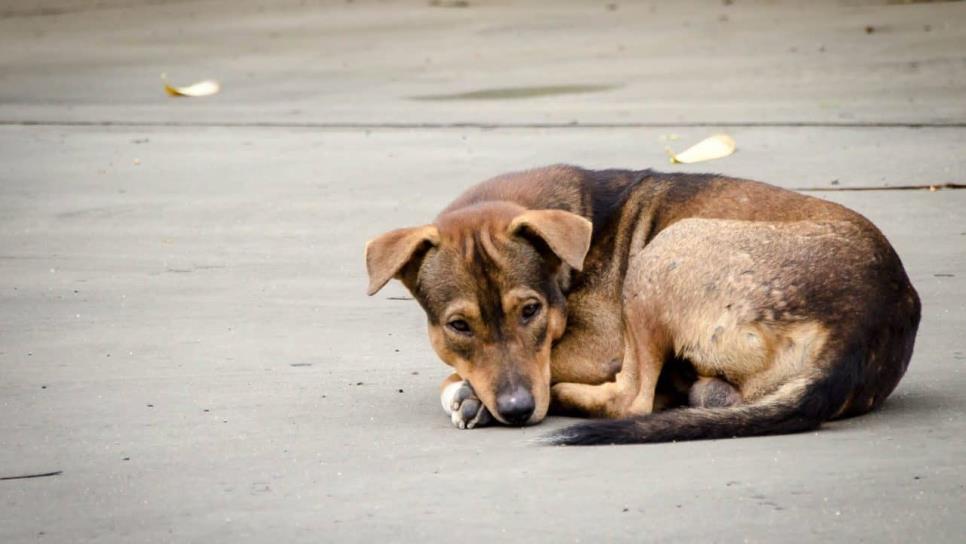 Por pirotecnia, incrementa cifra de mascotas extraviadas en Ahome