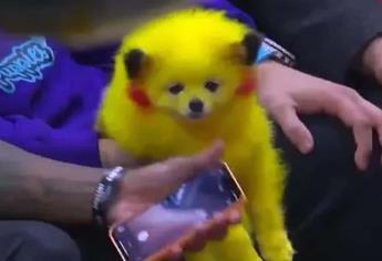 Perrito Pikachu causa indignación en redes sociales | VIDEO