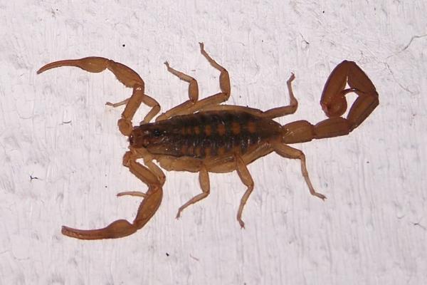Centruroides baldazoi: la nueva especie de alacrán descubierta en Sinaloa