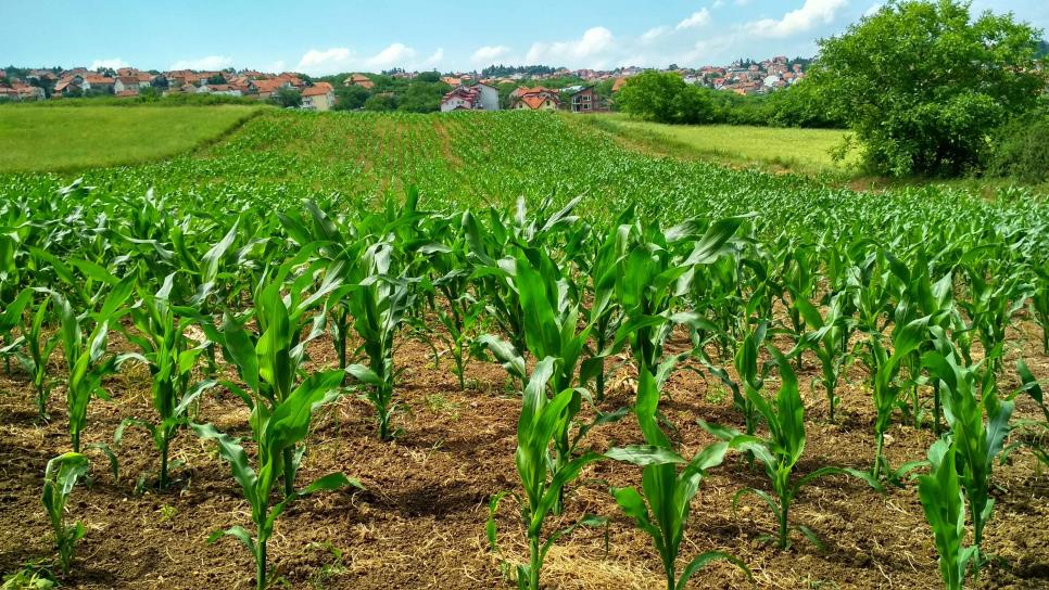 ¿Qué son las «cabañuelas»?: significado y origen ¿Qué son las «cabañuelas»?: significado y origen