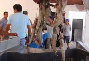 «Sigue la pesca ilegal en Sinaloa y se afecta el precio en mariscos»: Emilia Guerra