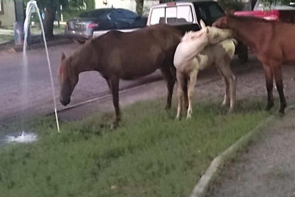 Caballos sueltos causan daños y destrozos en Urbi del Rey, en Los Mochis