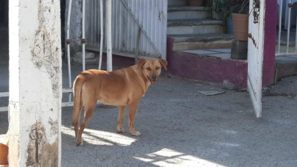 Proponen vecinos de Real Pacífico envenenar perros que hacen sus necesidades en sus jardines