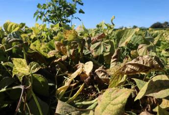 Darán fertilizante a productores afectados por heladas en Sinaloa