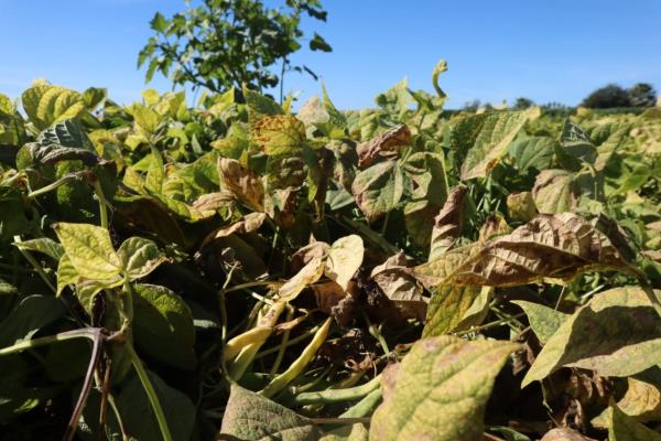 Darán fertilizante a productores afectados por heladas en Sinaloa