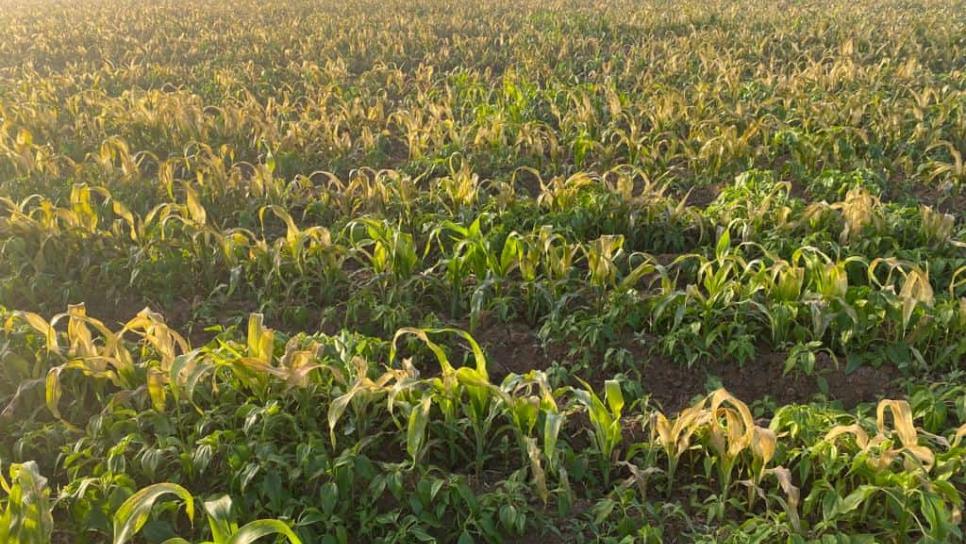 El Fuerte registra grandes daños en agricultura por heladas