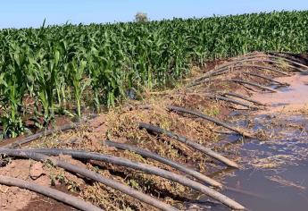 8 mil hectáreas de cultivo afectadas por bajas temperaturas: Diputado