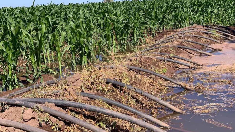 8 mil hectáreas de cultivo afectadas por bajas temperaturas: Diputado