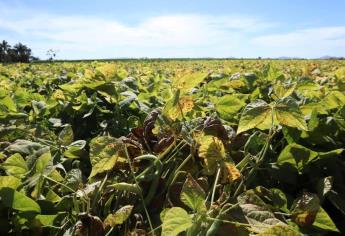 Se registra la séptima helada en El Carrizo; evalúan daños