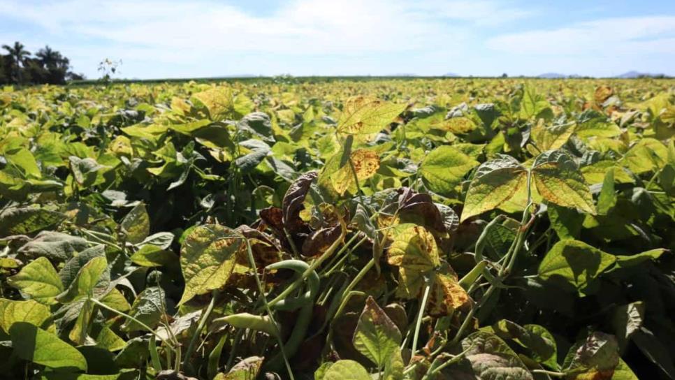 Se registra la séptima helada en El Carrizo; evalúan daños