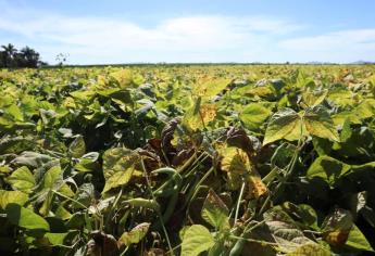 Vuelve a helar en el Valle del Carrizo: plantas amanecen con escarcha y hielo