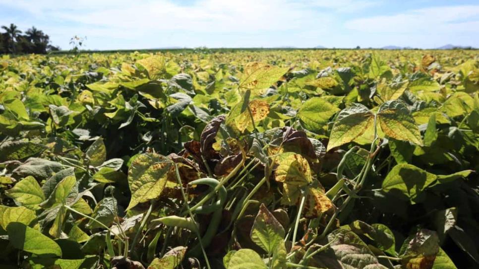 Vuelve a helar en el Valle del Carrizo: plantas amanecen con escarcha y hielo