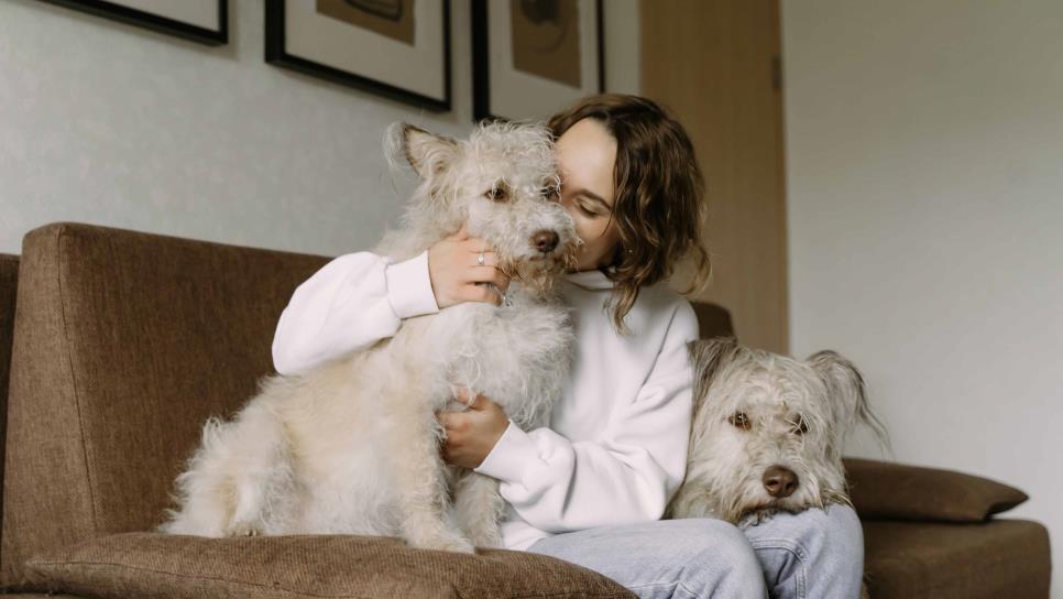 Animal lovers ¿sabías que ya puedes asegurar a tu mascota?