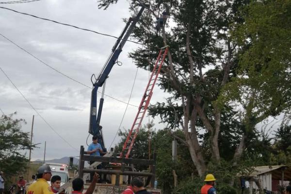 Podaba un guamúchil y terminó electrocutado en Mocorito