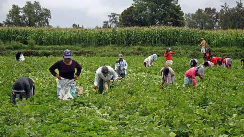 Jornaleros agrícolas ya están en Chihuahua; se regresaron 45