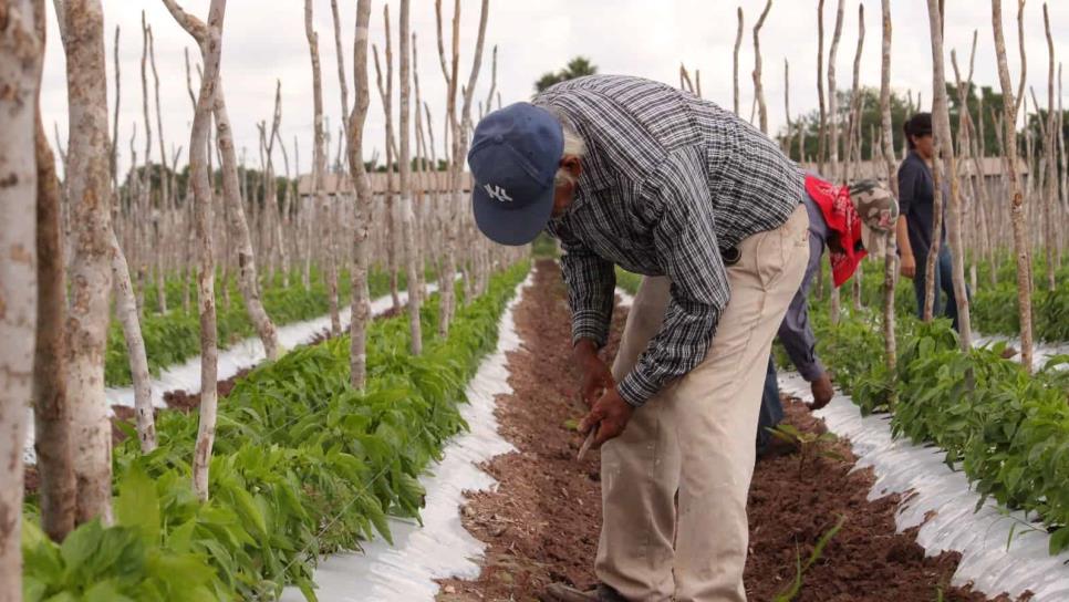 EEUU podría suspender exportaciones hortícolas de México por explotación de jornaleros