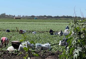 No hay sueldos de «hambre», jornaleros agrícolas ganan 500 pesos diarios o más: Agricultores