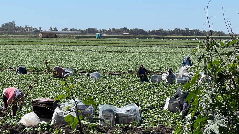 No hay sueldos de «hambre», jornaleros agrícolas ganan 500 pesos diarios o más: Agricultores