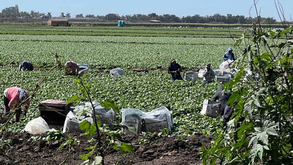 Pagarán de $14 a $25 mil a jornaleros agrícolas «explotados»