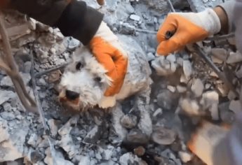 VIDEO | Rescatan a un perrito de entre los escombros en Turquía