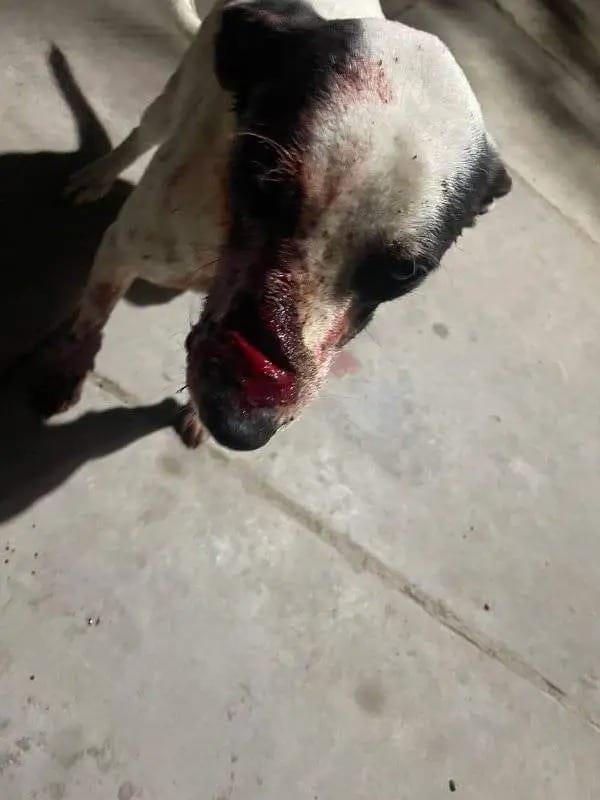 Machetean a otro perro en Los Mochis