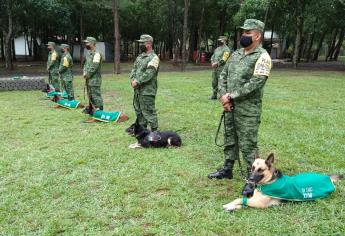 Así entrenan los perritos de la Sedena para rescatar a personas | VIDEO