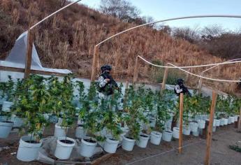 Guardia Nacional destruye invernadero de mariguana en poblado Los Mayos, en Culiacán