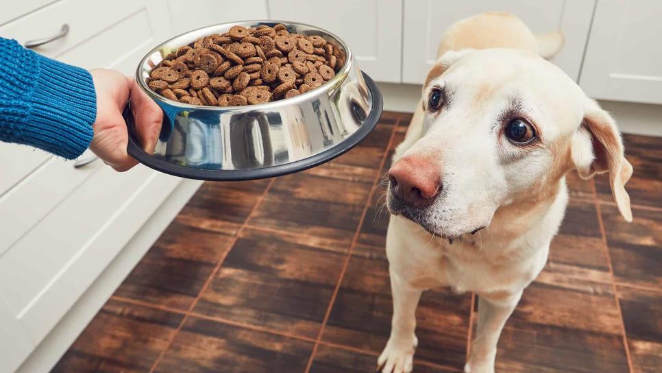 Las 3 mejores marcas de croquetas para perros según la Profeco