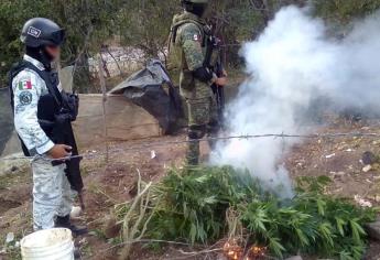 Destruye Ejército plantío de mariguana en Elota