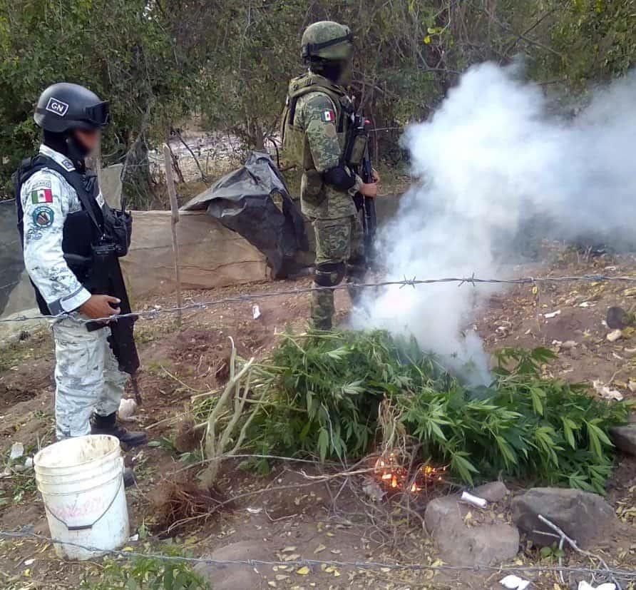 Destruye Ejército plantío de mariguana en Elota