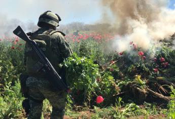 6.5 hectáreas de amapola destruye el Ejército y Guardia Nacional en Mocorito