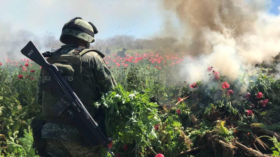 6.5 hectáreas de amapola destruye el Ejército y Guardia Nacional en Mocorito