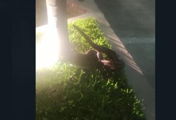 Encuentran serpiente de dos metros en palmera en el Conchi ll en Mazatlán