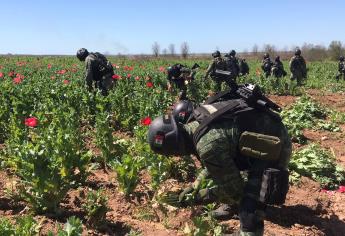 Suman 9 plantíos de amapola y mariguana destruidos tras «Culiacanazo 2.0»