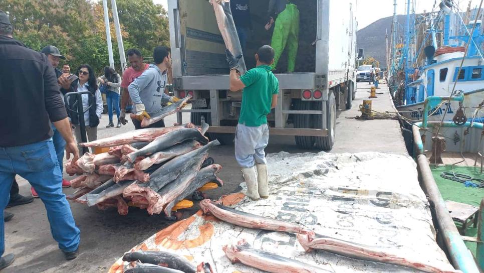 Sin capturas de camarón, pescadores apuestan por tiburón.