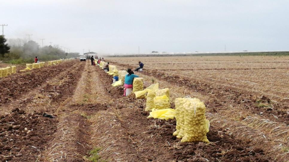 Sinaloa ha vendido 80 mil toneladas de papa