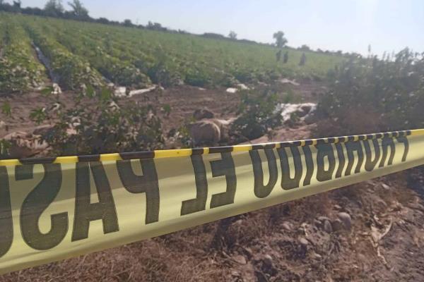 Hallan a hombre ejecutado a balazos en La Higuerita, Culiacancito