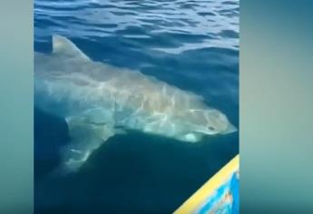 Avistan tiburón blanco en playas de Sonora; PC alerta a buzos y bañistas | VIDEO