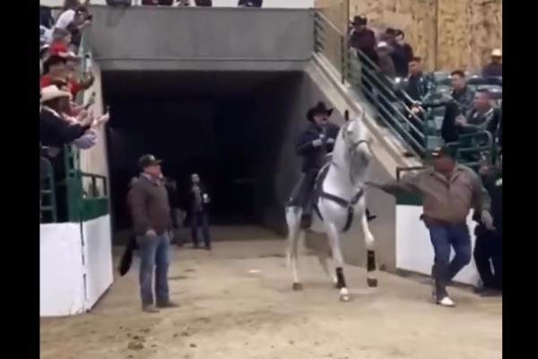 El Chapo de Sinaloa se cae del caballo | VIDEO de la caída