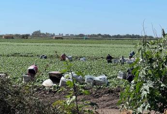 Los jornaleros de Sinaloa también sufren, es una lucha por sobrevivir