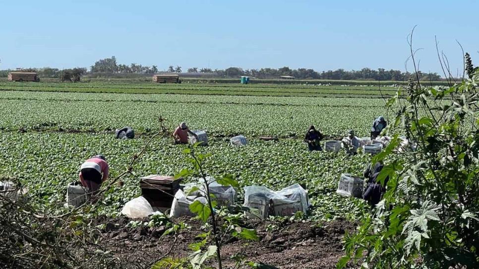 Los jornaleros de Sinaloa también sufren, es una lucha por sobrevivir