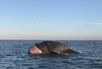 Ballena varada en playas de Guasave: Profepa y Ecología investigan el caso