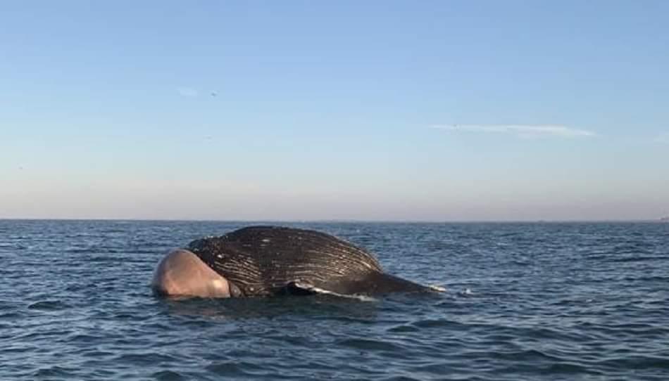 Ballena varada en playas de Guasave: Profepa y Ecología investigan el caso