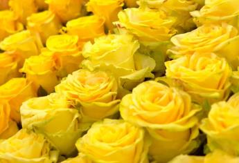 Flores amarillas: ¿Por qué se regalan el 21 de marzo?