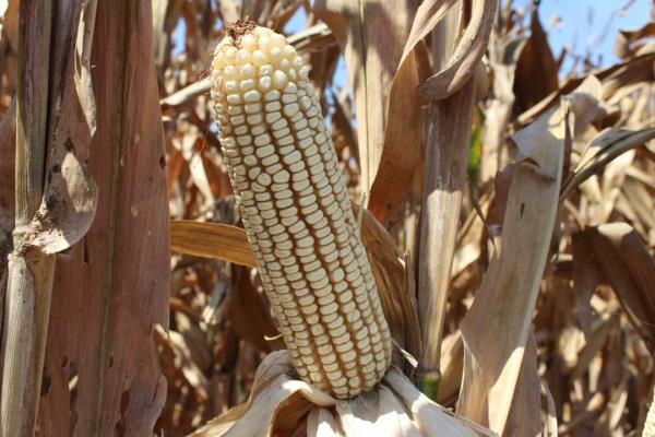 Sader buscará una comercialización rentable para maíz y trigo de Sinaloa