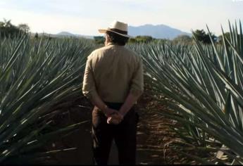 Sinaloa busca tener su propio mezcal