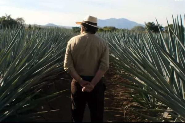 Sinaloa busca tener su propio mezcal