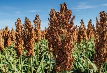 Productores de Sinaloa apuestan por sorgo 